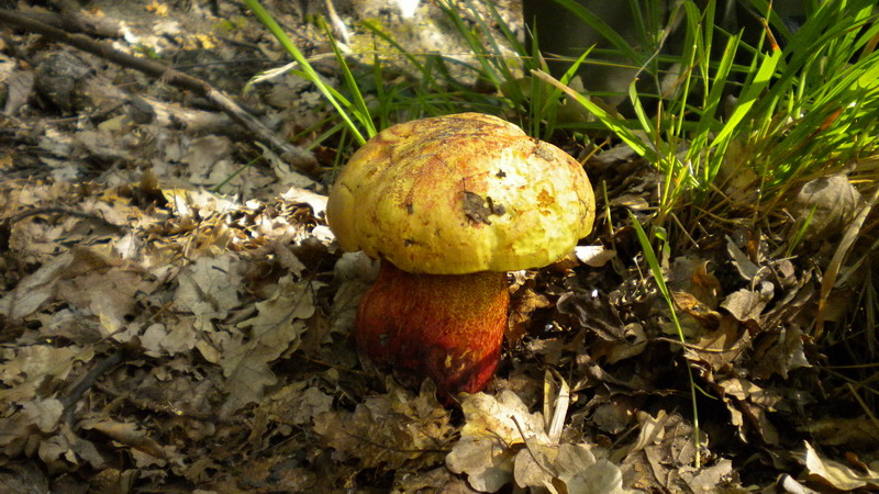 Quale boletus??